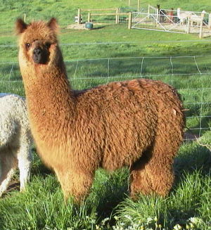 Paca Perfect Amber Star