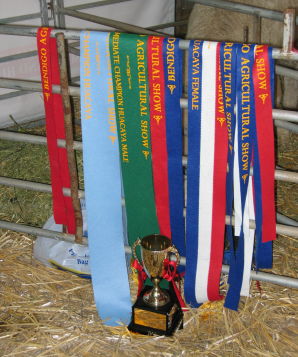 Our Ribbons & Trophy