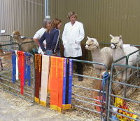busy in the Pen