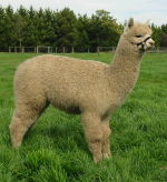 Paca Perfect Desire