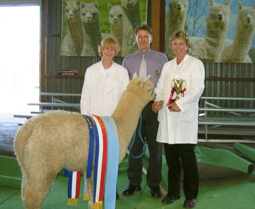 SUPREME CHAMPION Paca Perfect Desire