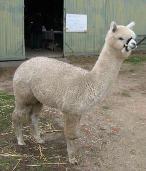 Paca Perfect Geneveve