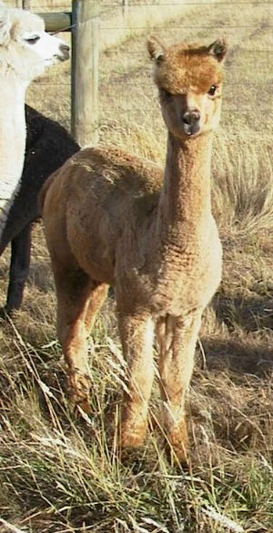 Georgia (one of our quality pregnant females)