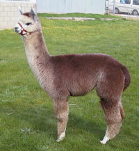 Paca Perfect Heath