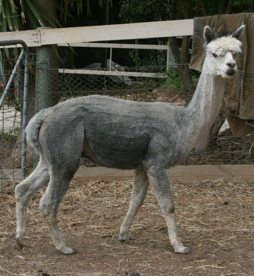 Heritage Shorn