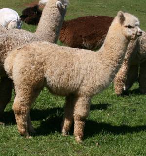 Glenavon Jasmine