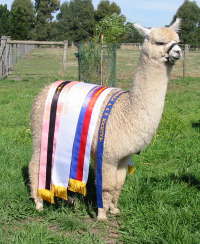 Beringya Downs Kara