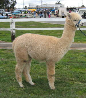 Paca Perfect Lindauer Lass