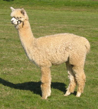 Paca Perfect Lindauer Lass