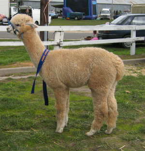 Paca Perfect Lindauer Lass