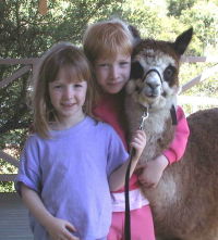 Own your alpaca as a pet.  They are great for the children