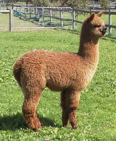 Paca Perfect Rhiannon.