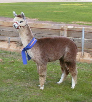 Paca Perfect Heath
