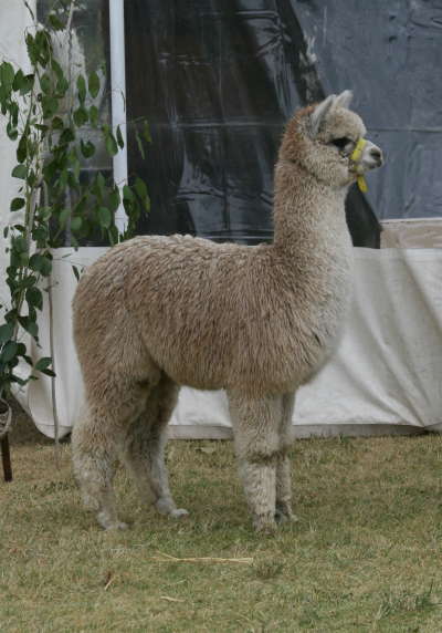 Rustique Silver Bell