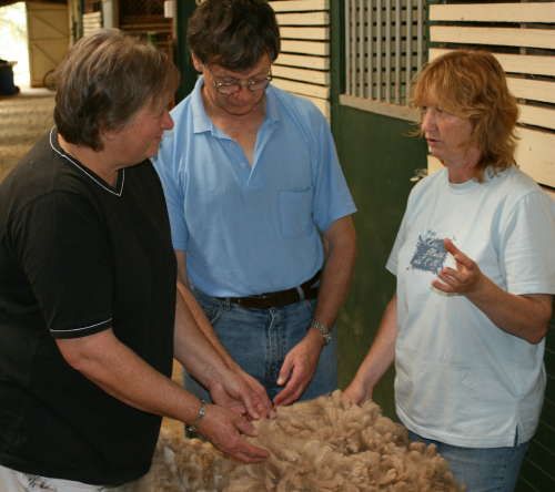 Learn more about alpacas